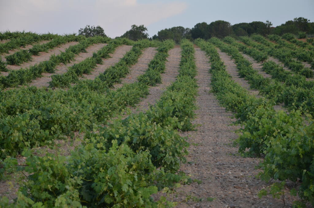 Bodega y Viñedos Maires (Ademán) Spanien – Toro